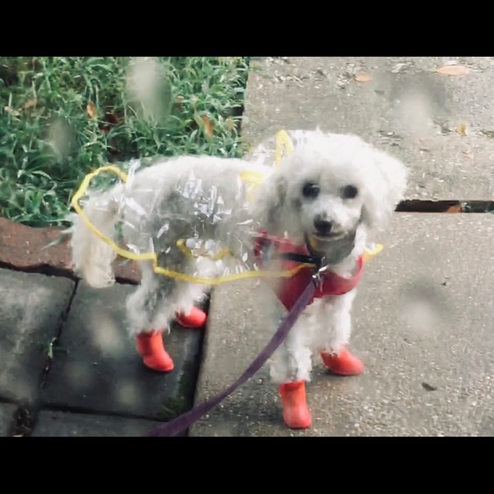Dog rain coat